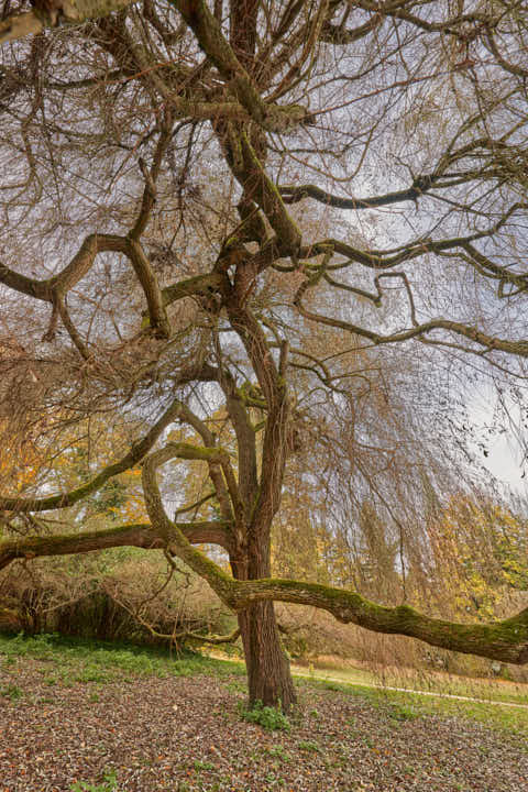Gemeinde Schönau Landkreis Rottal-Inn Schllosspark Baum Hörniweg (Dirschl Johann) Deutschland PAN